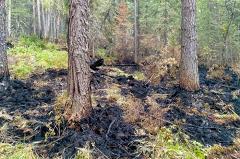 Площадь пожара в уральском заповеднике за сутки выросла до 120 гектаров