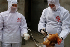 В Канаде зафиксирована первая смерть от гриппа H5N1