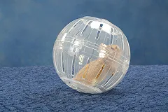 Хомяк помогал сибирской школьнице обворовывать квартиры