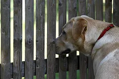 Хозяйка убитого жителем Березовского пса попросила суд признать Каштана потерпевшим