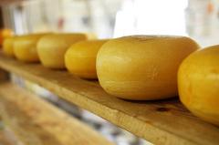 В екатеринбургских детсадах нашли опасный сыр