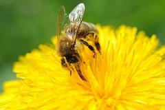 Пчелы ужалили мужчину из Техаса больше тысячи раз