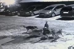 В Свердловской области бродячие собаки загрызли кошку