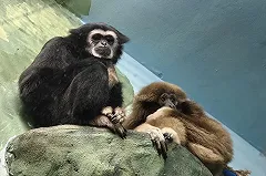 В Екатеринбурский зоопарк в пару к Гере приехал гиббон Рокки