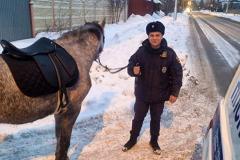 Явно не похоже на закладчика: в Екатеринбурге полицейские наткнулись на лошадь