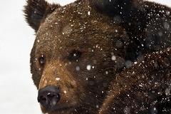 В Кабардино-Балкарии пастух выжил в схватке с медведем