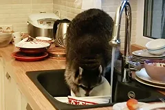 Енот залез в дом и помыл грязную посуду