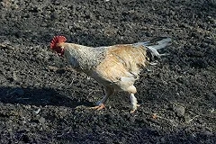 В Сети распространяют заявление единороссов о новом налоге на огород