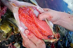 Роскачество назвало лучшие бренды российской красной икры