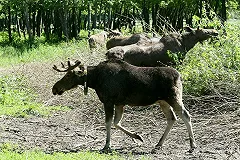 Браконьер отпилил ноги самке лося на Южном Урале