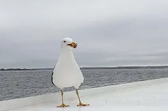 Финны захотели разместить базу НАТО в Южной Карелии