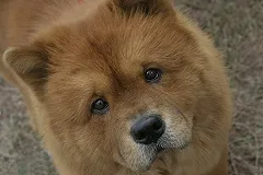 В Новосибирске ищут работника на очень необычную должность