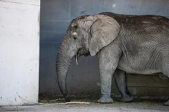 Мэрия Екатеринбурга выделила 24 млн рублей на поддержку Екатеринбургского зоопарка