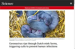 В Дании, Нидерландах и Испании убили почти 2 млн норок из-за коронавируса