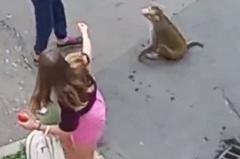 На Урале разгуливающая по улицам обезьяна покусала местных жителей