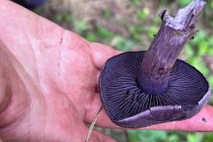 В свердловском лесу нашли «инопланетный» гриб