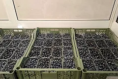 В Екатеринбург из Узбекистана прибыла пробная партия голубики