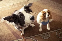 Тюменец, расчленивший своего пса на глазах соседей по даче, отделался штрафом