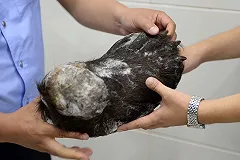 Уссурийские таможенники не дали вывезти в Китай медвежьи лапы