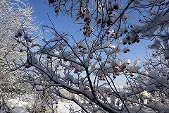 Синоптики пообещали екатеринбуржцам тёплую погоду в январе