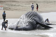 На самоубийство китов могли повлиять изменения магнитных полюсов Земли