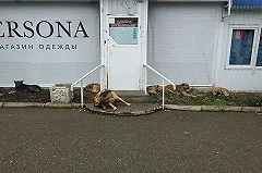 В Челябинске собаку, из-за которой «Додо Пицце» объявили бойкот, заберут в приют для животных