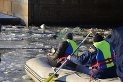 В Екатеринбурге на городском пруду спасли селезня