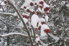 Ночные 35-градусные морозы ожидаются в Свердловской области