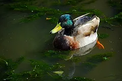 Екатеринбургские кряквы обленились из-за слишком добрых горожан