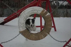 Житель Компрессорного скинул с балкона кролика, котят, собаку и улиток