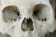 Таинственный скелет с полароидными снимками был найден еще 6 лет назад