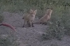 На Кольцовском тракте к екатеринбуржцам вышли лисята