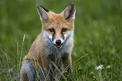 Погрызенного лисой ребенка-инвалида отправили к Малахову