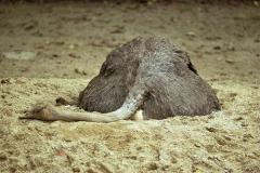 Из-за теплого декабря африканские страусы с тюменской фермы стали нести яйца