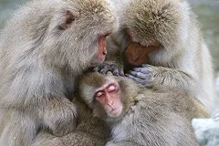 Питомцы Екатеринбургского зоопарка начали выходить в летние вольеры