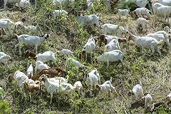 Екатеринбургский вуз будет готовить специалистов по козам