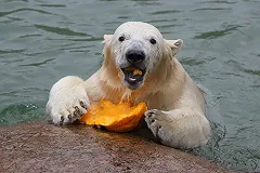 В чукотском заповеднике рассказали о судьбе взорванного медведя