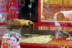 Ограбленная и избитая челябинцем тайка находится в реанимации