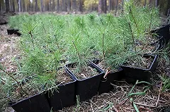 Лесорубы и волонтеры посадили под Екатеринбургом тысячи сосен