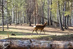 На ферме под Екатеринбургом молодую женщину убило упавшее дерево