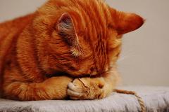 Кошки испытывают «угрожающий жизни» стресс из-за того, что хозяева дольше обычного находятся дома