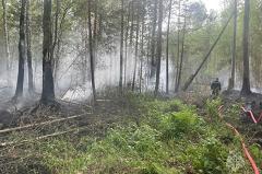 Житель Нижнесергинского района рассказал о конспирации диверсанта, поджигавшего лес