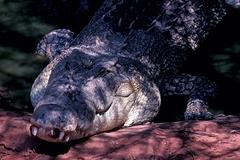 В Австралии пятиметровый крокодил съел туриста