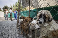 Гуманный отлов бездомных собак: мы в ответе за братьев меньших