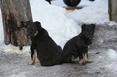 Конфликт робота-собаки с живым псом сняли на видео
