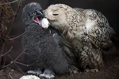 Петербуржцев просят сдавать мышей для выкорма новорожденных совят