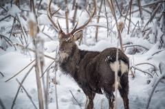 Дикие олени на Ямале увели в тундру сотни самок у своих домашних сородичей