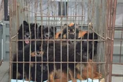 Тюменка четыре года держала сотню шпицев в квартире в переносках