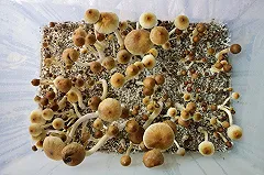 Кишечную палочку превратили в фабрику психоделиков