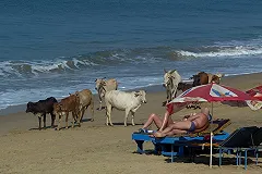 Пляжи Гоа не могут получить «Голубой флаг» из-за высокого уровня кишечной палочки